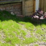 backgardengrass