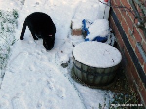 Fizz - and the water 'feature'