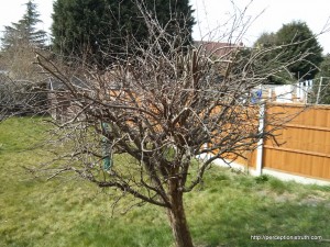 Pruned Apple Tree